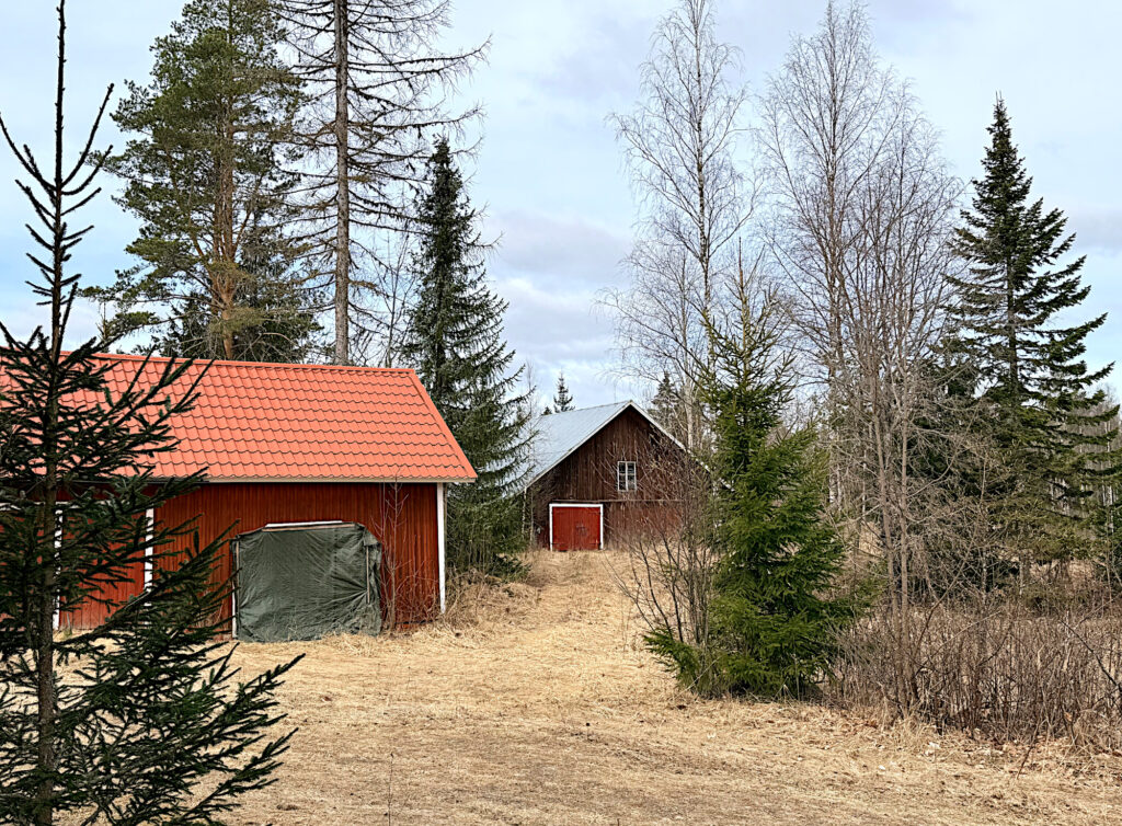 Toukokuinen pihamaa, jossa punainen varastorakennus ja taempana harjakattoinen vaja.