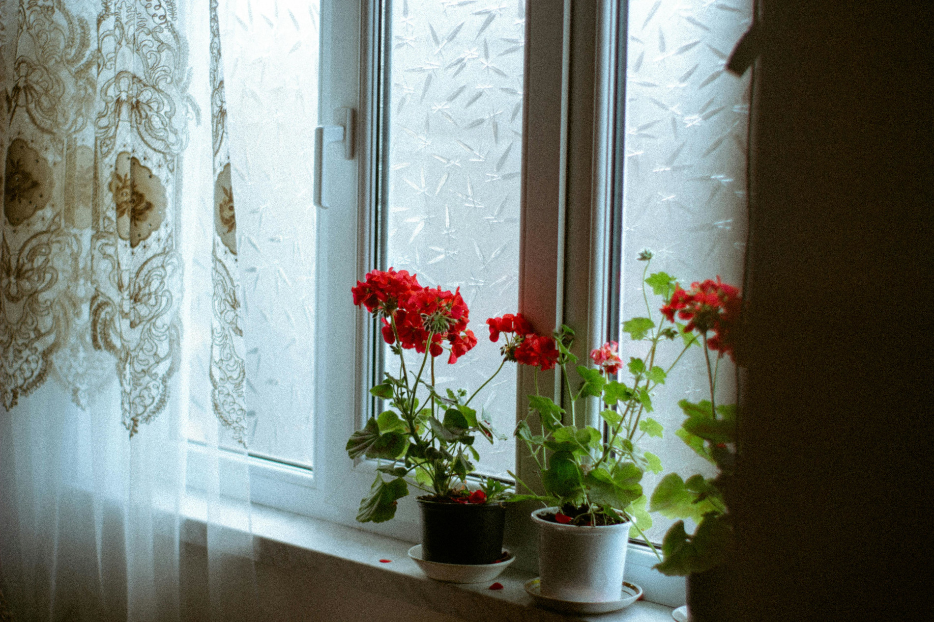 Punaiset pelargonit ikkunalla.